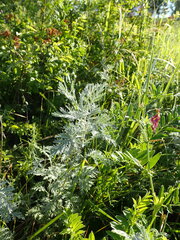 Artemisia messerschmidtiana