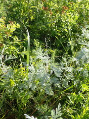 Artemisia messerschmidtiana
