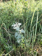 Artemisia messerschmidtiana
