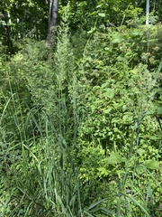 Calamagrostis epigejos
