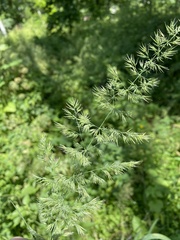 Calamagrostis epigejos