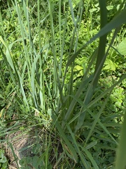 Calamagrostis epigejos