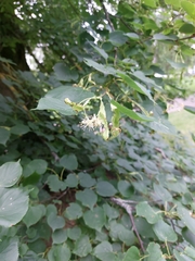 Tilia cordata