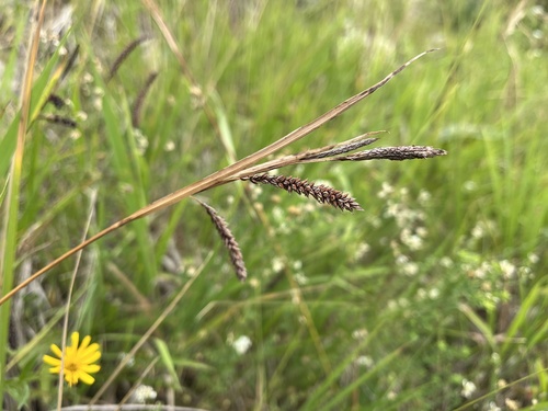 ostrica sivá (Carex flacca)