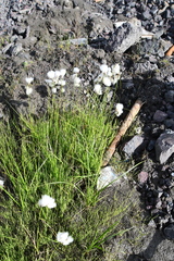 Eriophorum angustifolium