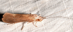 Ceraclea tarsipunctata