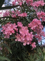 Nerium oleander