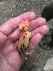 Magnolia acuminata