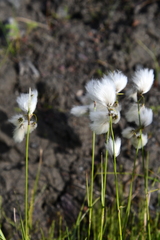 Eriophorum angustifolium