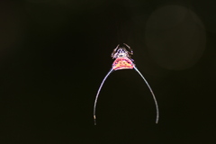 Macracantha arcuata