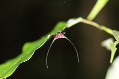 Macracantha arcuata