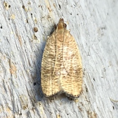 Psilocorsis cryptolechiella