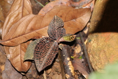 Anoectochilus formosanus