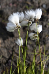 Eriophorum angustifolium