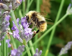 Bombus pratorum