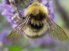 Bombus pratorum