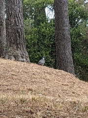 Columba palumbus