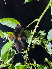 Bastilla fulvotaenia