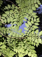 Koelreuteria paniculata