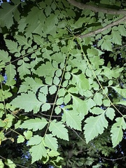 Koelreuteria paniculata