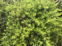 Baccharis pilularis pilularis