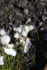 Eriophorum angustifolium