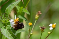 Bombus pensylvanicus image