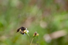 Bombus pensylvanicus image