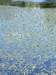 Potamogeton natans