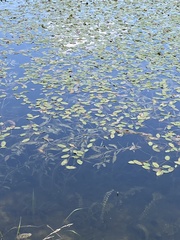Potamogeton natans