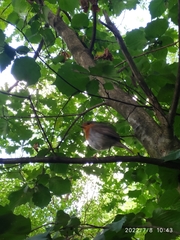Erithacus rubecula