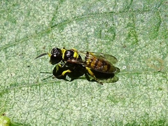 Lestica clypeata