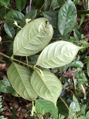 Lasianthus hispidulus