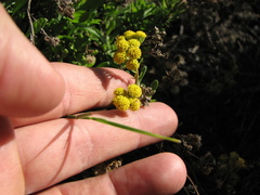 Hippia frutescens