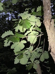 Quercus dentata