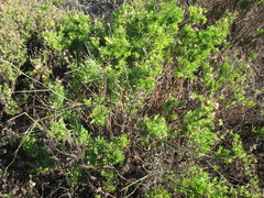 Hippia frutescens