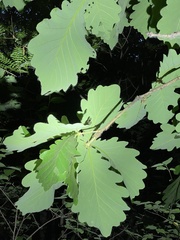 Quercus dentata