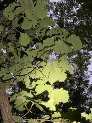 Quercus dentata
