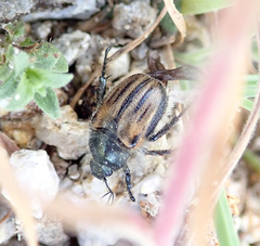 Blitopertha lineolata