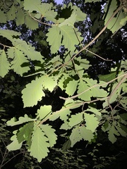 Quercus dentata