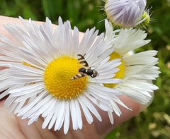 Urophora