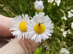 Urophora