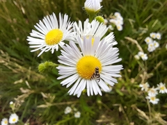 Urophora