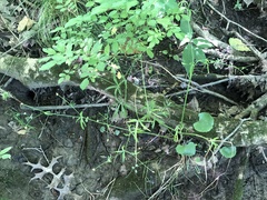 Ranunculus allegheniensis