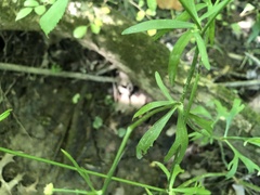 Ranunculus allegheniensis