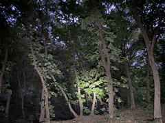 Quercus dentata