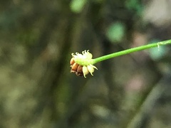Ranunculus allegheniensis