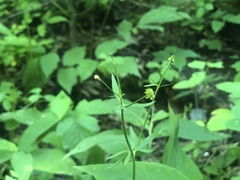 Ranunculus allegheniensis