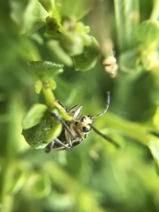 Trirhabda flavolimbata