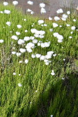 Eriophorum scheuchzeri